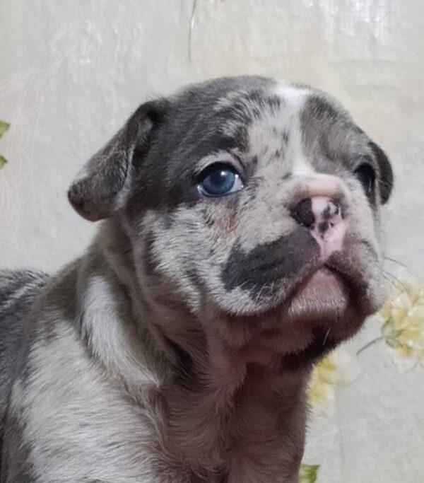 Baron-Male