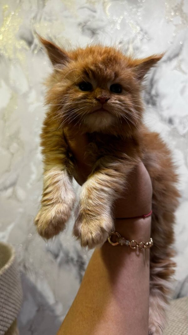 Garfield-Male - Image 14