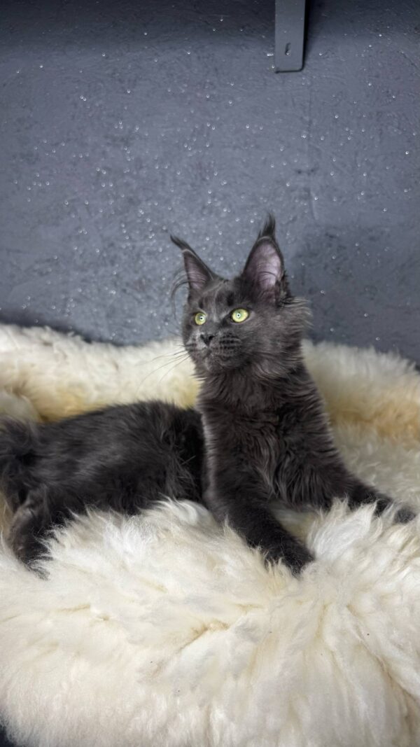 Flaxy-Female - Image 3