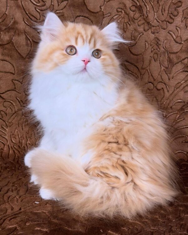 Clyde-Male - Image 3