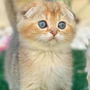 Darla-Female