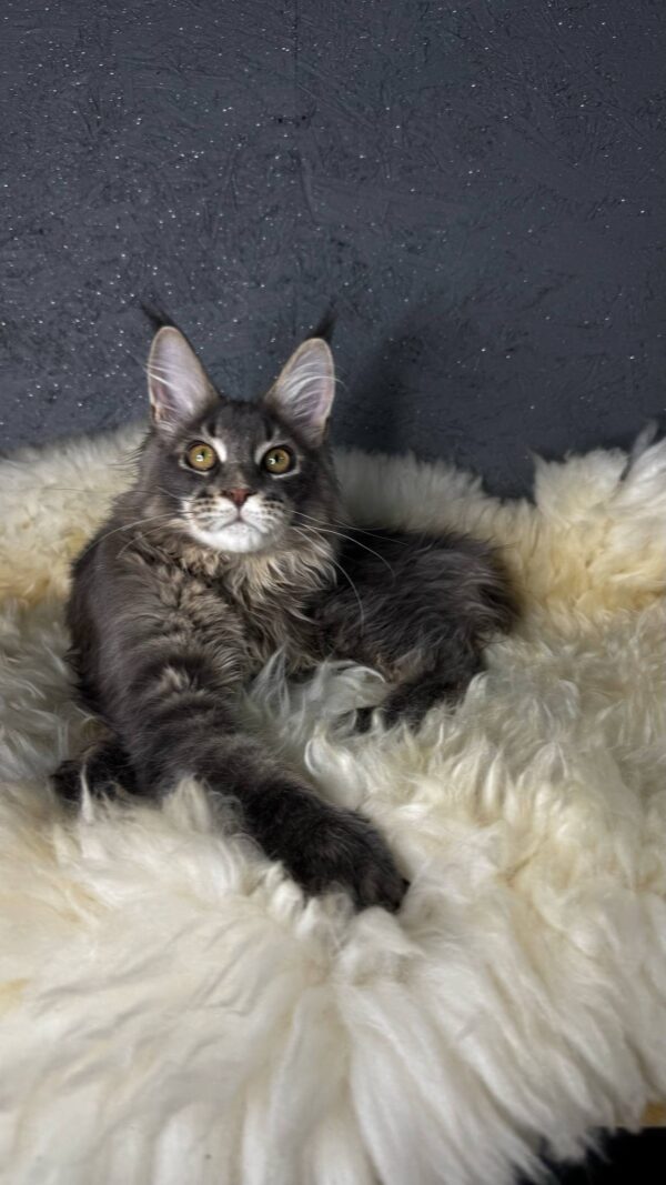 Flint-Male - Image 15