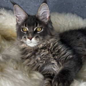 Flint-Male