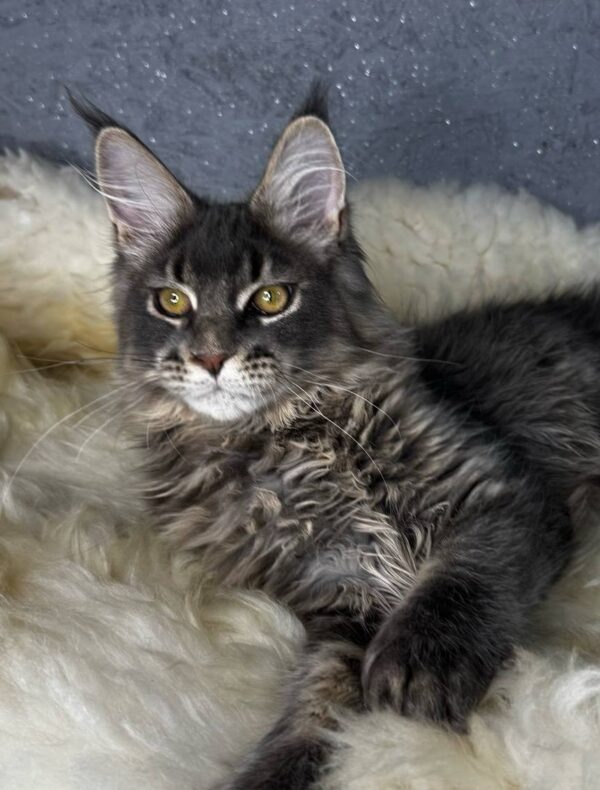 Flint-Male
