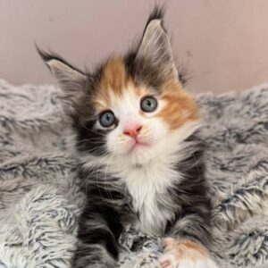 Sabrina-Female