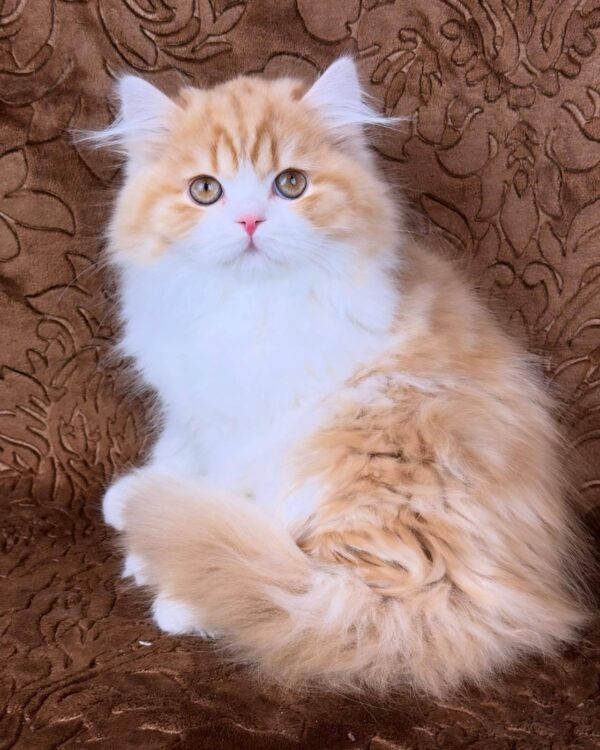 Clyde-Male - Image 7