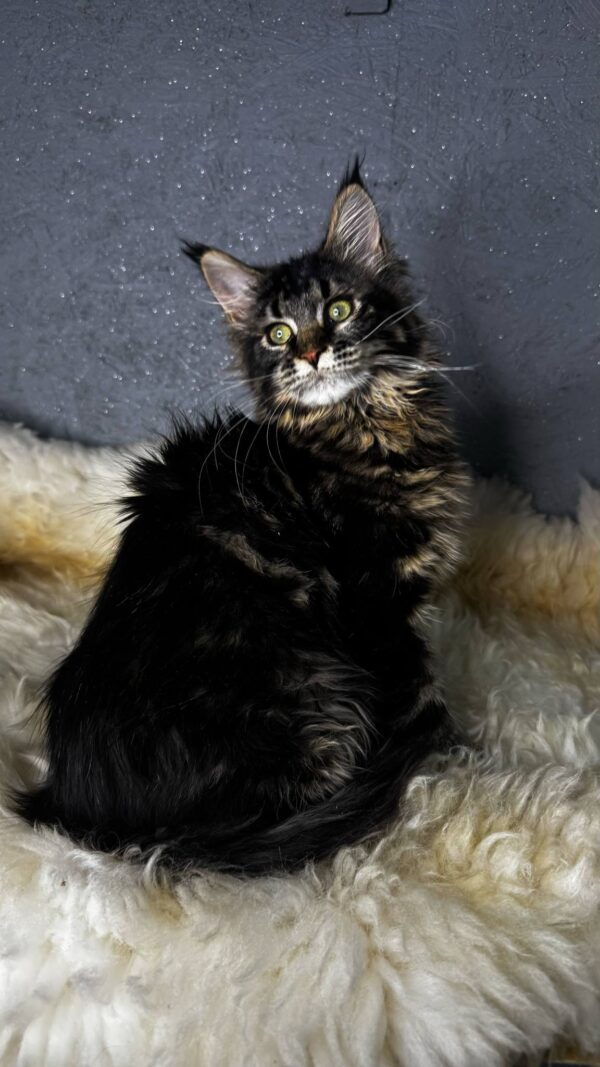 Fretta-Female - Image 4
