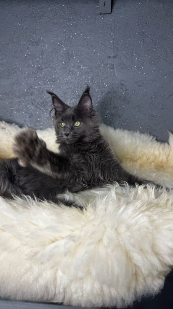 Flaxy-Female - Image 10