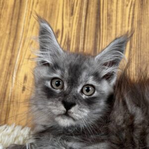 Archie-Male