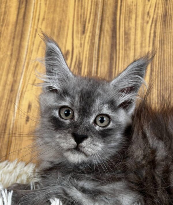 Archie-Male