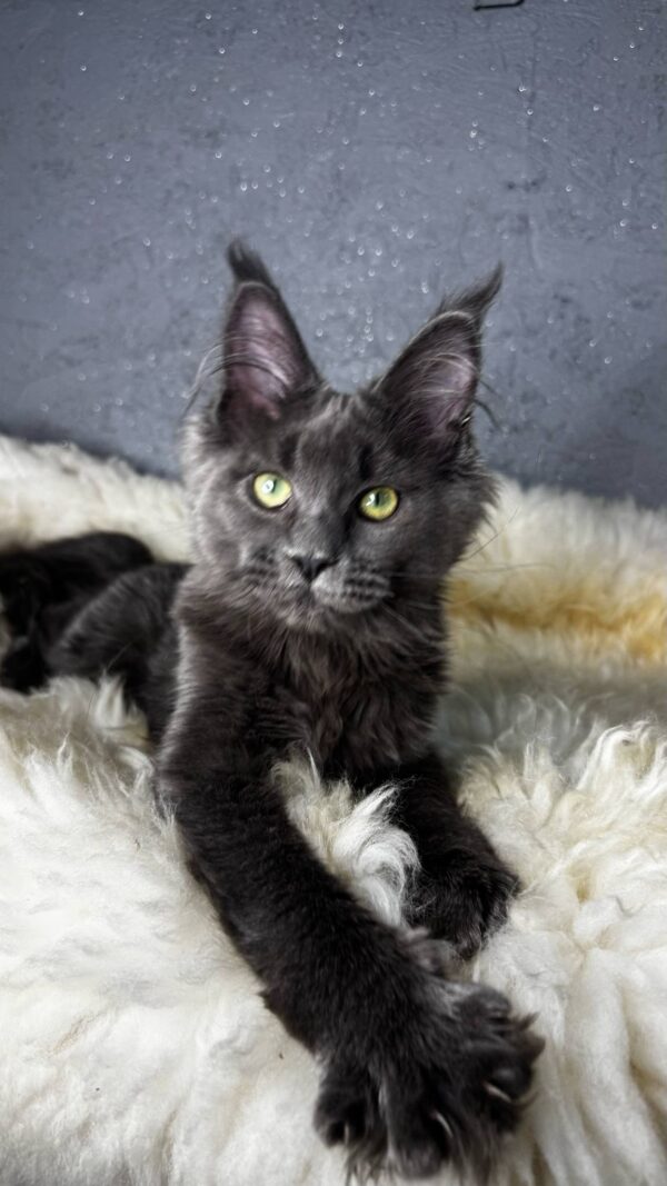 Flaxy-Female - Image 14