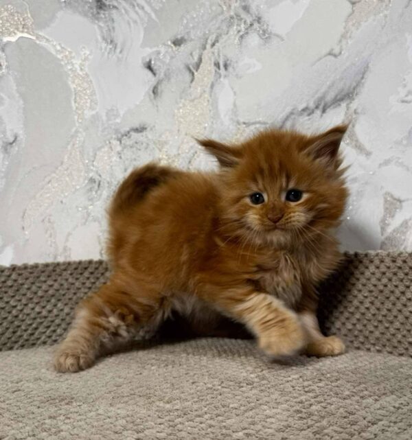 Garfield-Male - Image 12