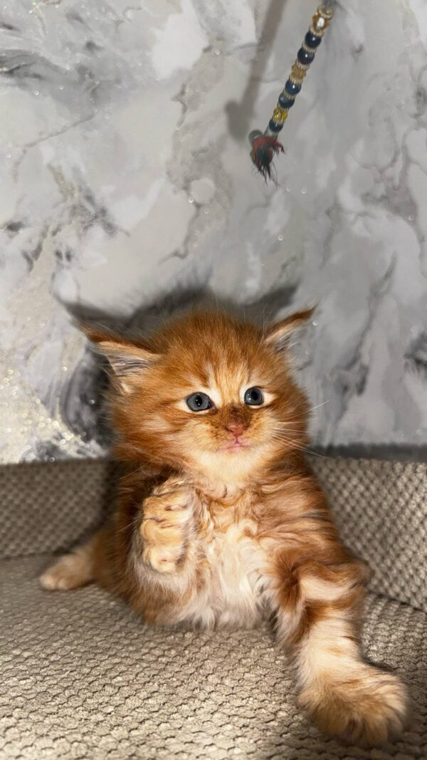Garfield-Male - Image 6