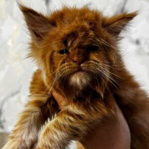 Garfield-Male