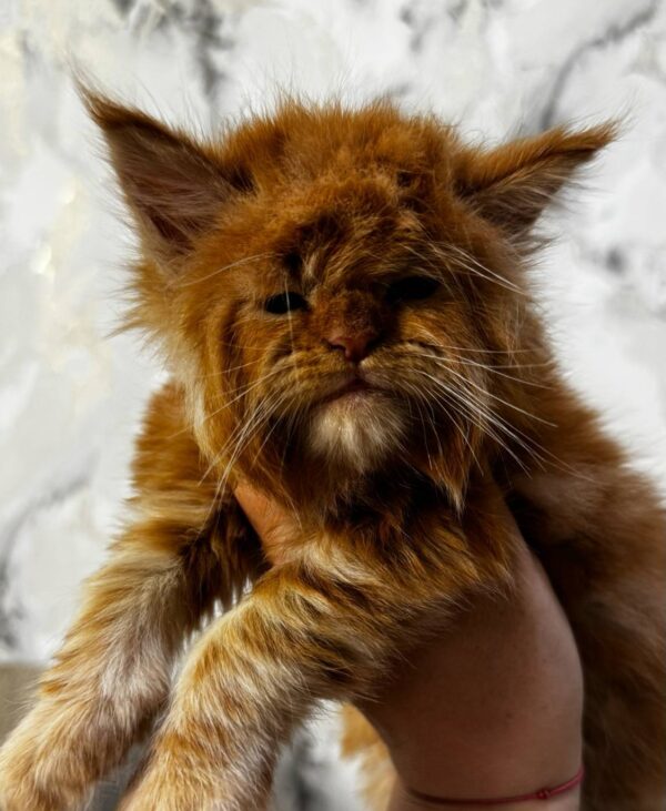 Garfield-Male