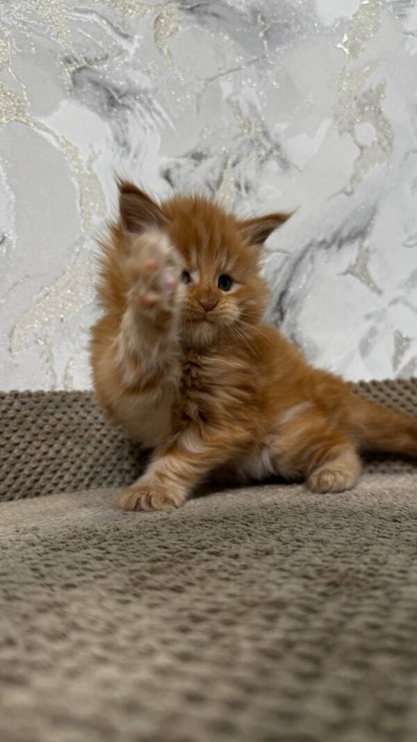 Garfield-Male - Image 7