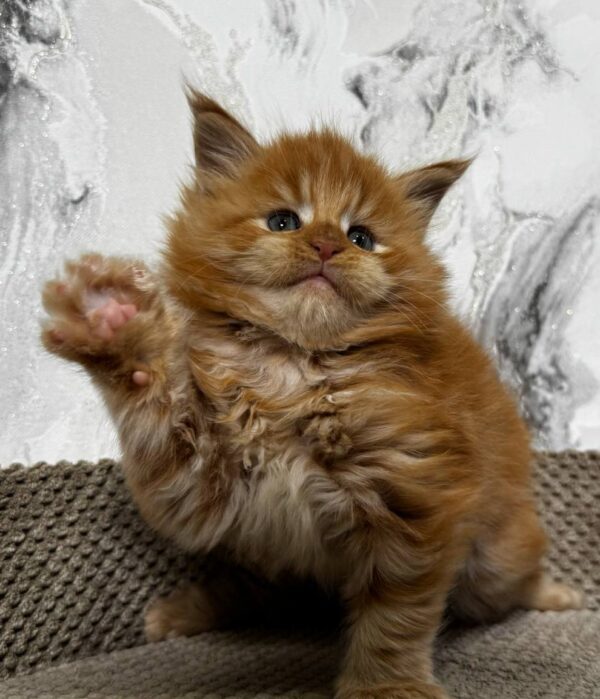 Garfield-Male - Image 5