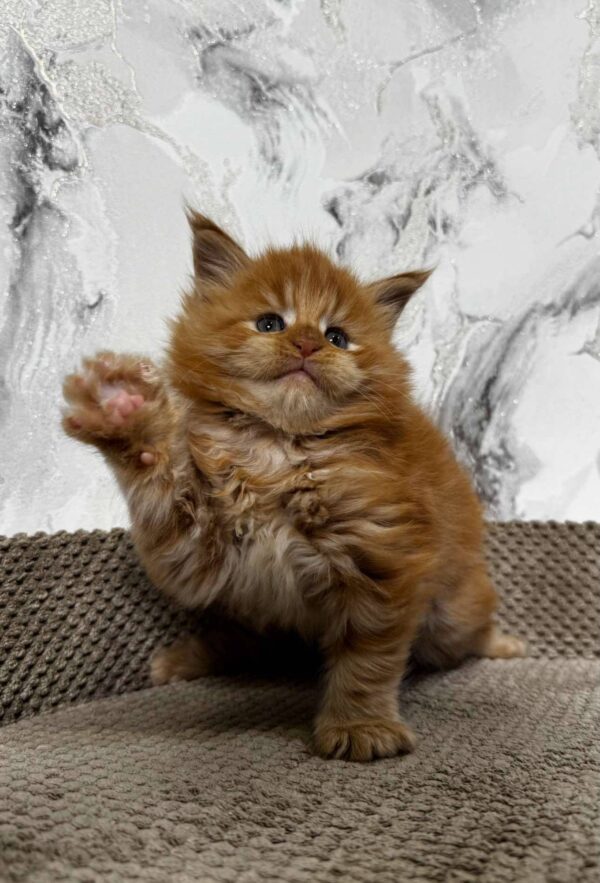 Garfield-Male - Image 2