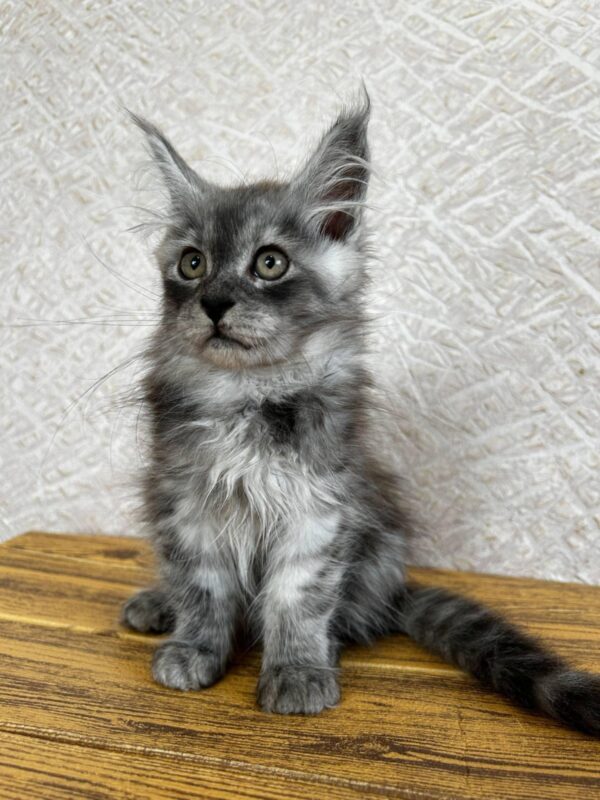 Archie-Male - Image 4