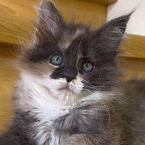 Mia-Female