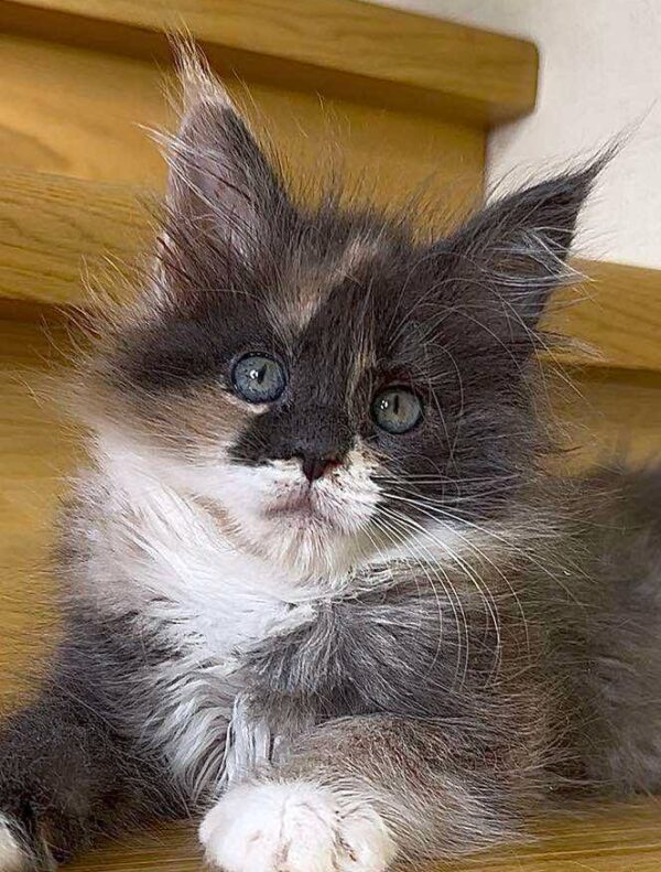 Mia-Female