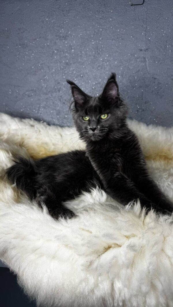 Flaxy-Female - Image 12