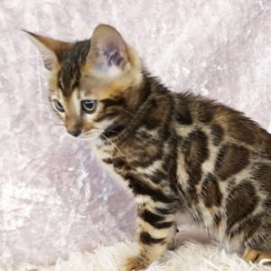 Gilbert-Male