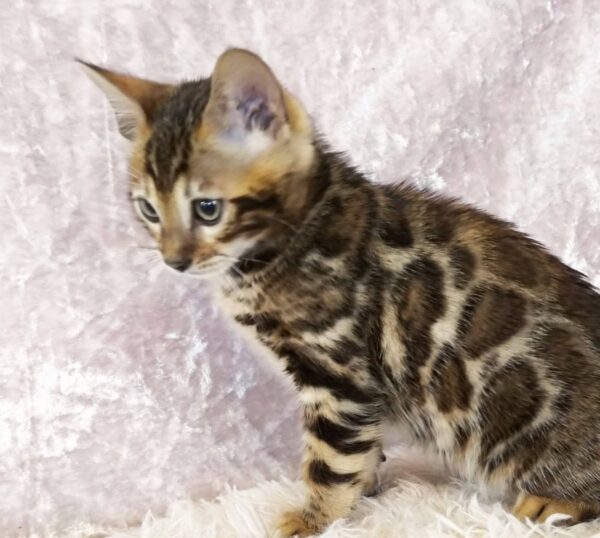 Gilbert-Male