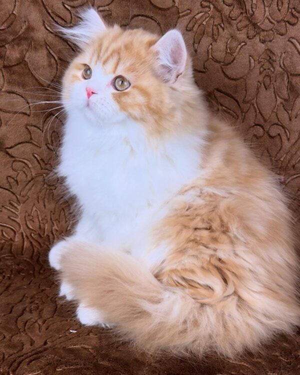 Clyde-Male - Image 4