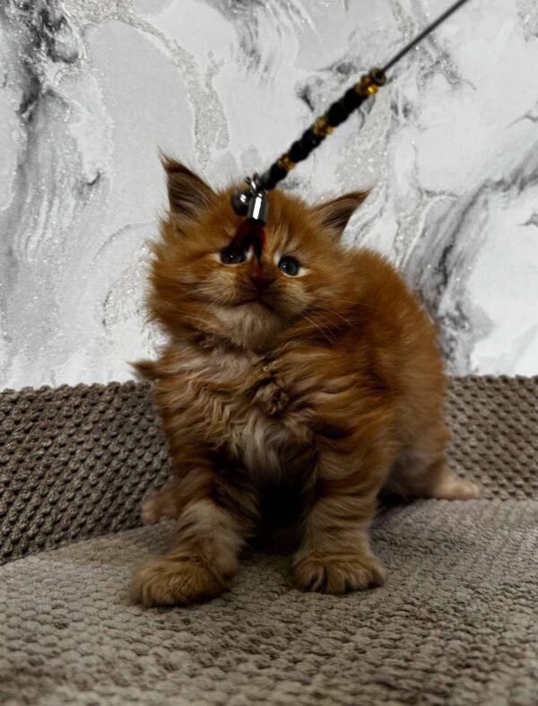 Garfield-Male - Image 13