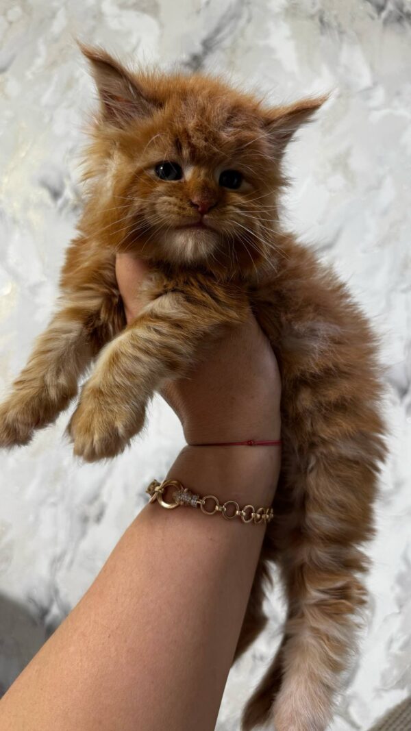 Garfield-Male - Image 17