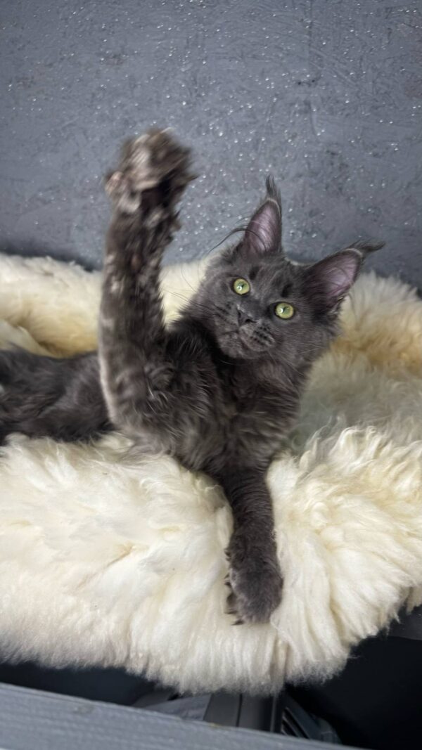 Flaxy-Female - Image 6