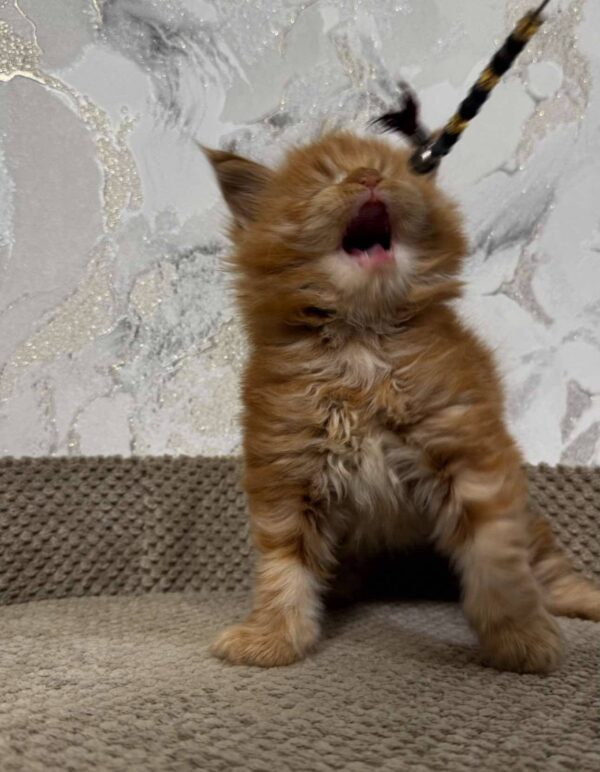 Garfield-Male - Image 11