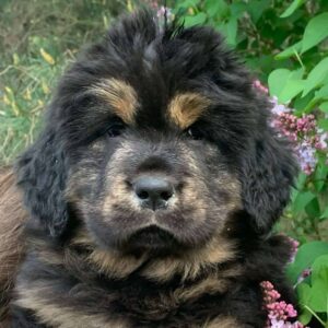 Roxy-Female