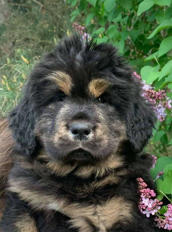 Roxy-Female