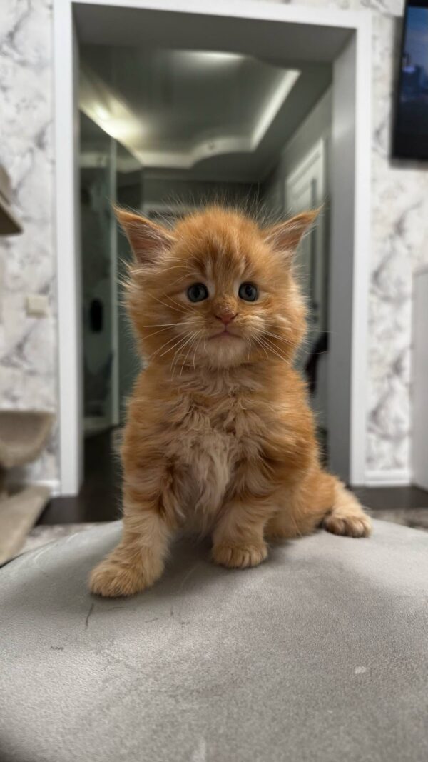 Garfield-Male - Image 3