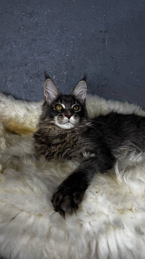 Flint-Male - Image 16