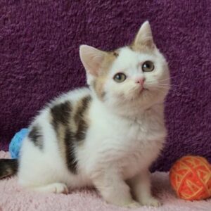 Vikki-Female