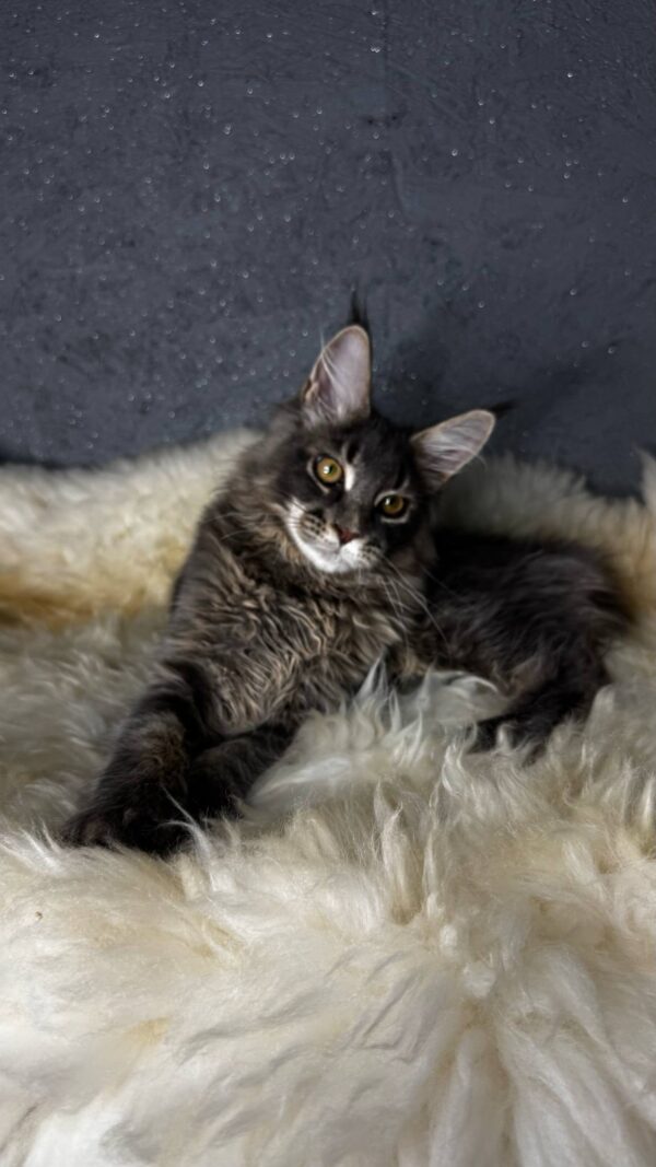 Flint-Male - Image 11