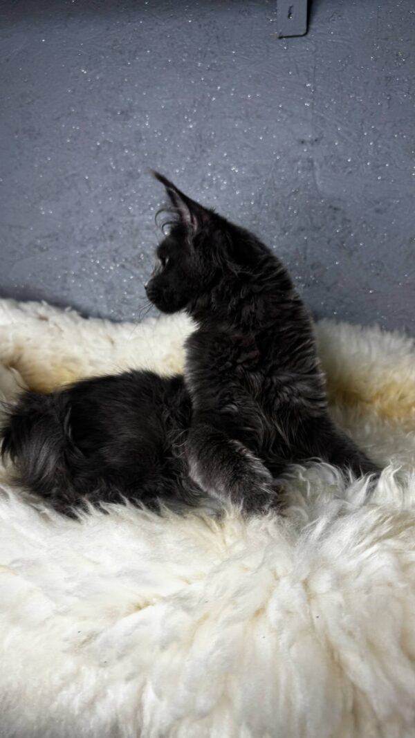Flaxy-Female - Image 11