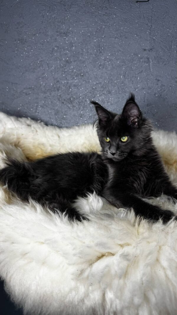 Flaxy-Female - Image 9