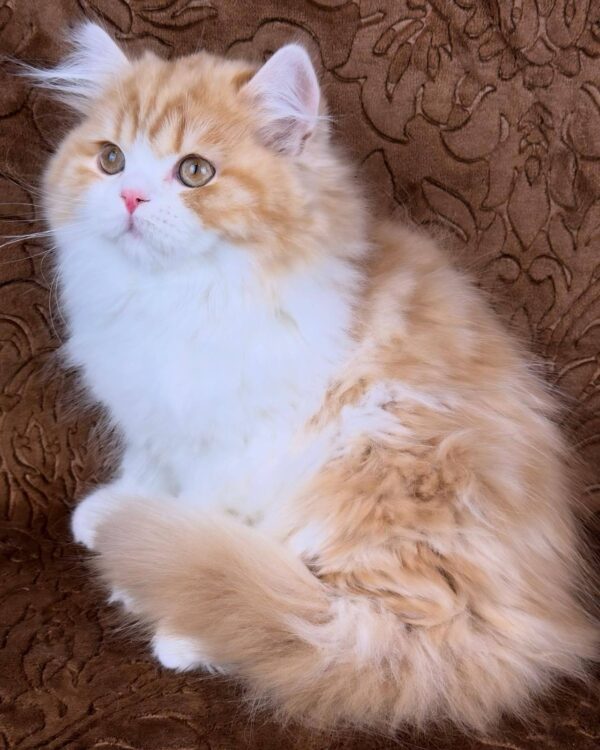 Clyde-Male - Image 10