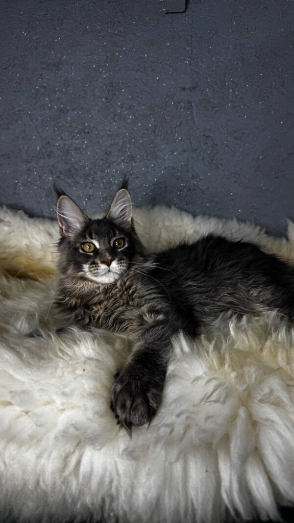 Flint-Male - Image 18