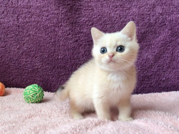 Coconut-Male - Image 2