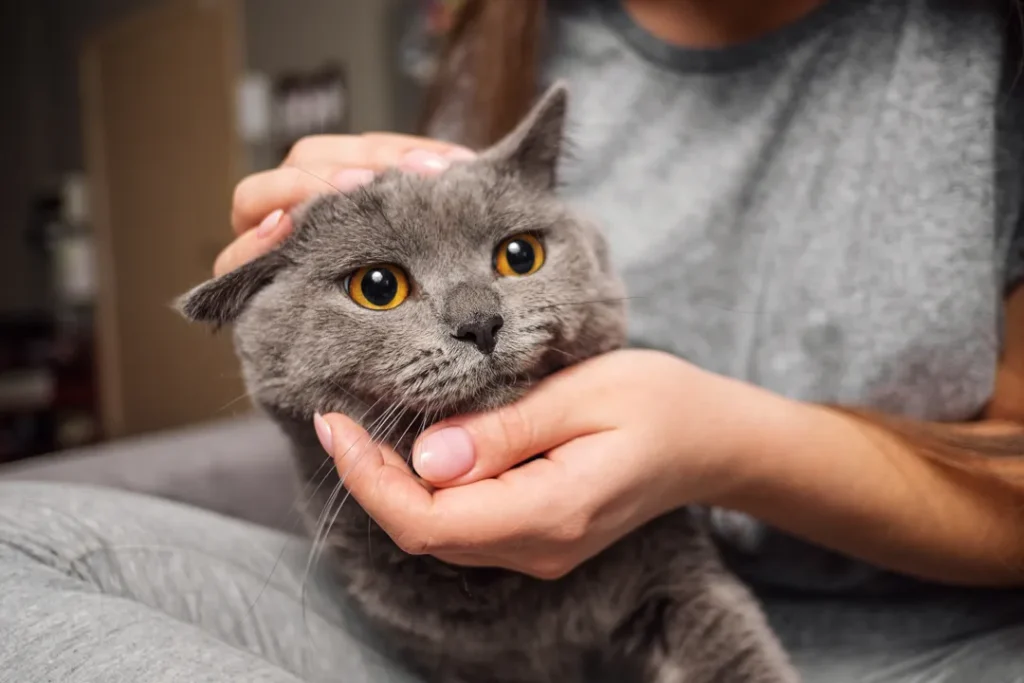 girl stroking british cat