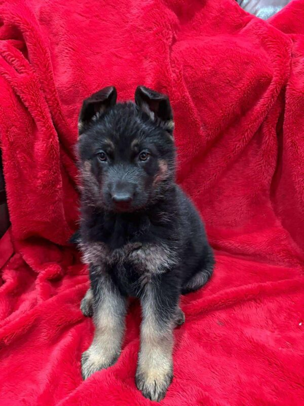 Hudson-Male - Image 3