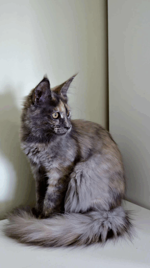 Dakota-Female - Image 10