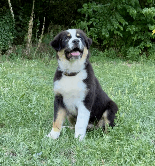 Adler-Male - Image 12