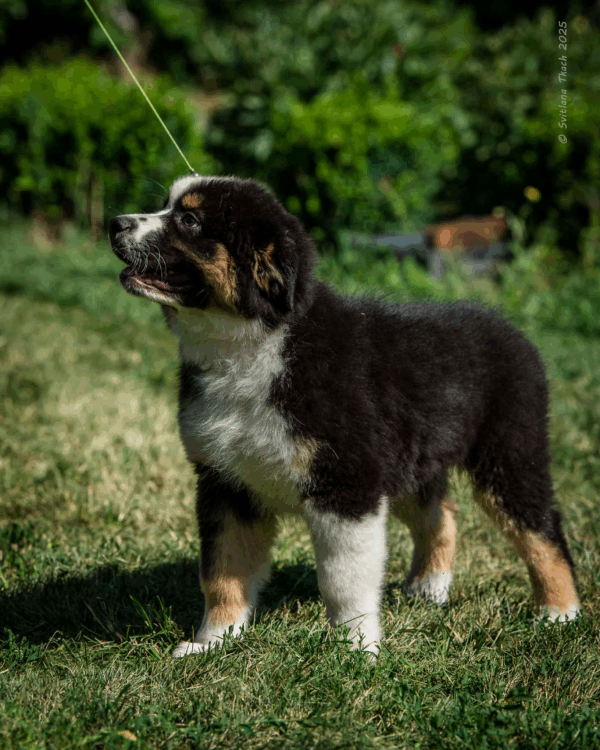 Adler-Male - Image 9