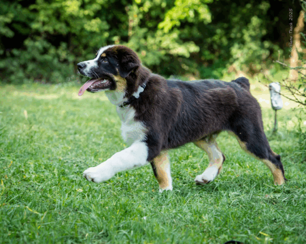 Adler-Male - Image 24